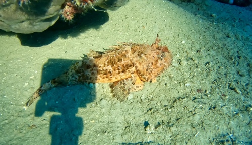 Scorpaena scrofa