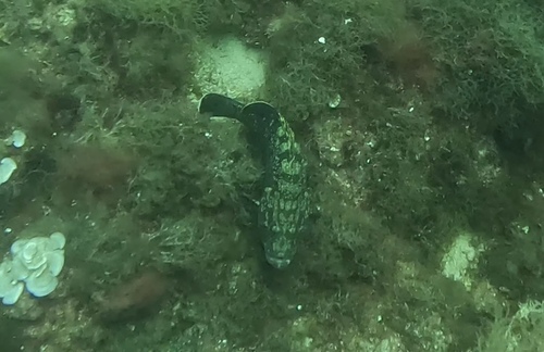 Epinephelus marginatus