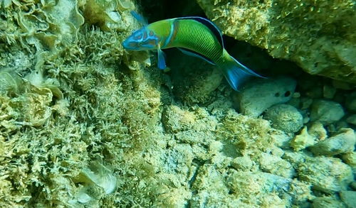 Thalassoma pavo