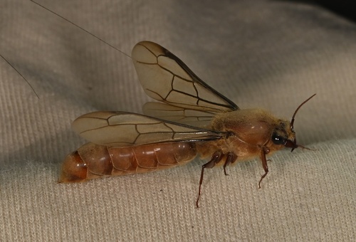 Red Driver Ant
