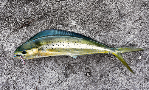Coryphaena hippurus