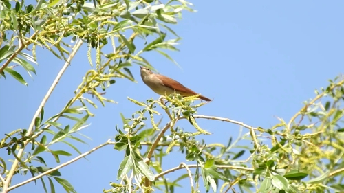 Common Nightingale