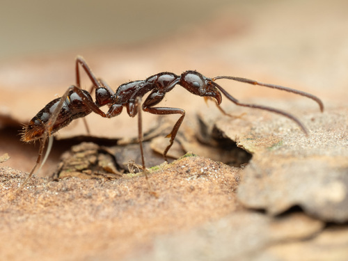 Leptogenys laevitergaLeptogenys laeviterga