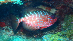 Glasseye Snapper