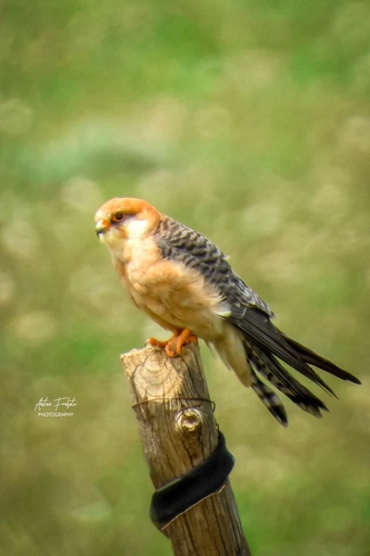 Red-footed Falcon