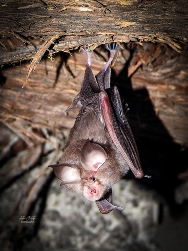 Lesser Horseshoe Bat