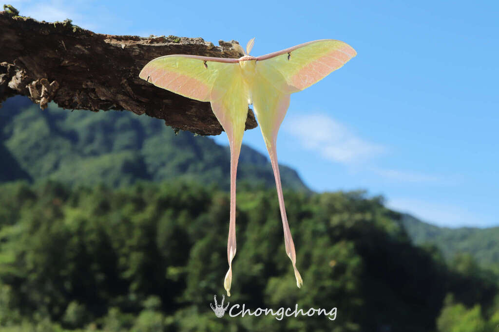 Chinese Moon Moth from 中国安徽省六安市金寨县天堂寨镇 邮政编码: 237343 on July 20, 2025 at ...