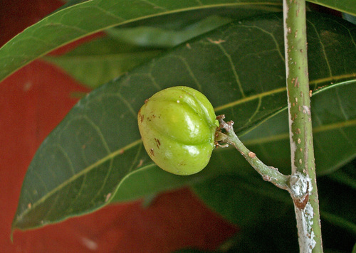 Protium Paniculatum · Inaturalist