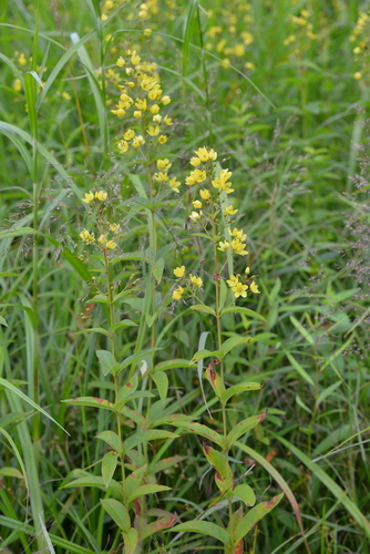 Manchurian yellow loosestrife