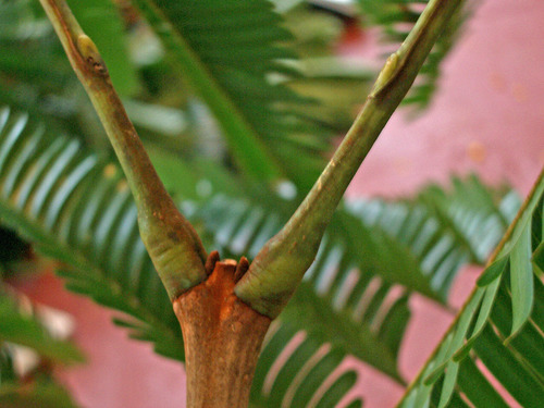 Parkia igneiflora