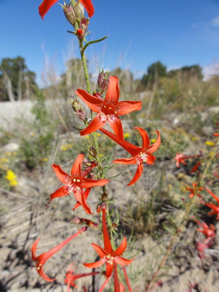 Ipomopsis aggregata from Colorado, United States on 2011년 09월 26일 (월) at 12:17 오후 by Christopher Tracey · iNaturalist... 
