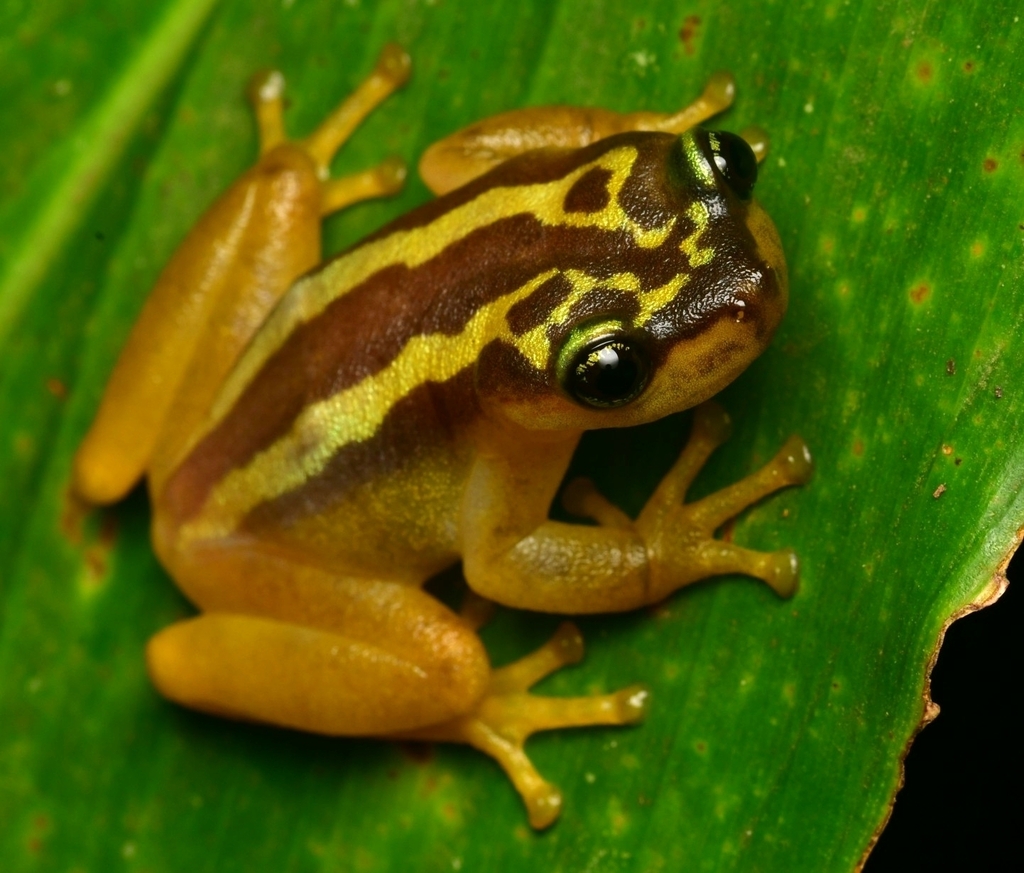 El Tucuche Golden Frog (Phytotriades auratus)