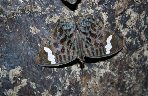 Ectima iona