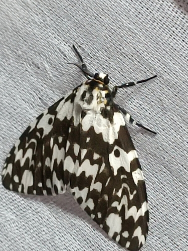 Lymantria marginata