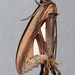 Tarsolepis remicauda - Photo (c) Roger C. Kendrick, כל הזכויות שמורות, הועלה על ידי Roger C. Kendrick