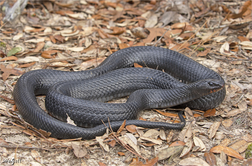 Eastern Indigo Snake