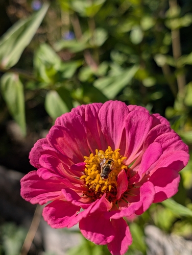 Unknown species found near Roseburg, OR, USA