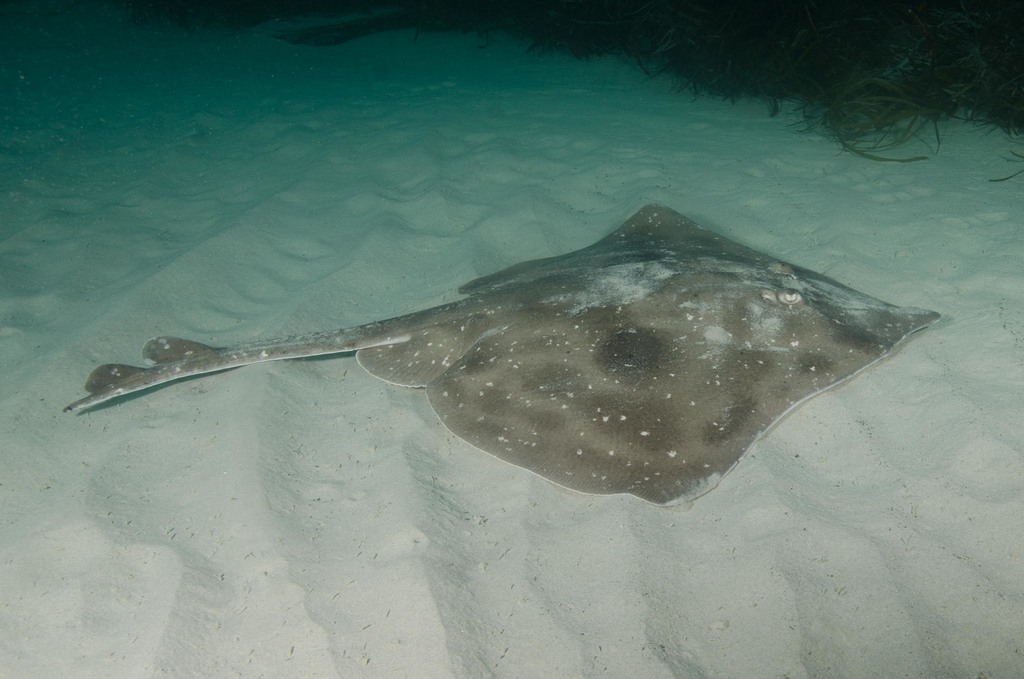Javalin skate (Dipturus doutrei) — Rajidae