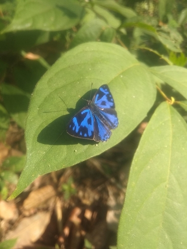 Malayan Gem