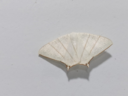 Ourapteryx diminuta