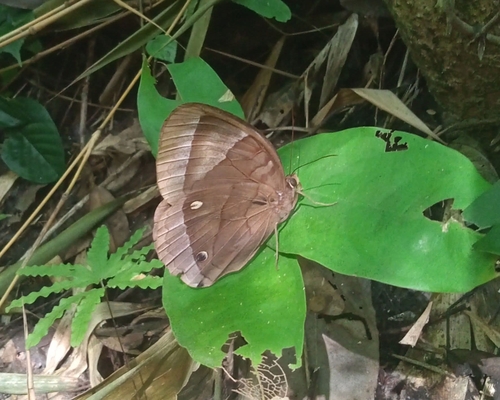 Jungle Glory