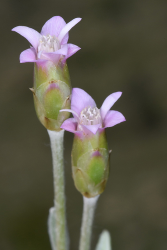 Chardinia orientalis (L.) Kuntze