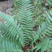 Male Fern - Photo (c) Frank  J. Comodeca, all rights reserved, uploaded by Frank  J. Comodeca