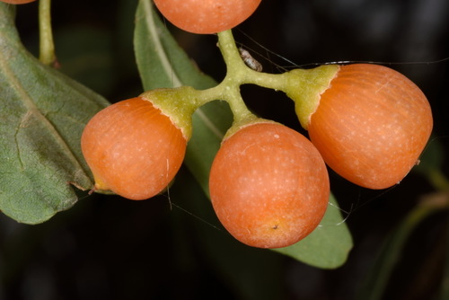 Cordia sinensis