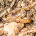 Yellownecked Dry-wood Termite - Photo (c) Konstantinos Kalaentzis, all rights reserved, uploaded by Konstantinos Kalaentzis