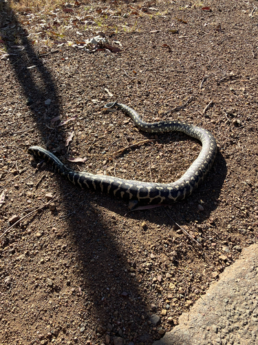 Coastal Carpet Python sighting