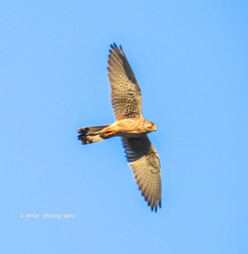 Eurasian Kestrel