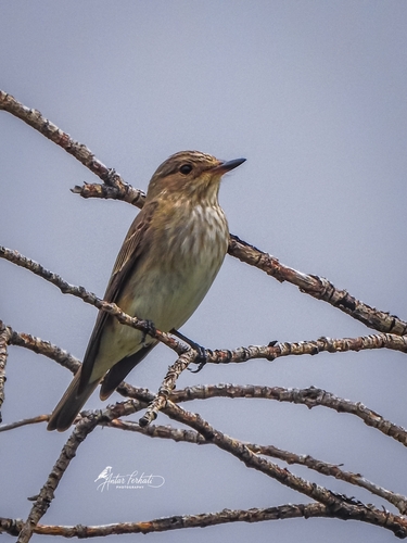Spotted Flycatcher