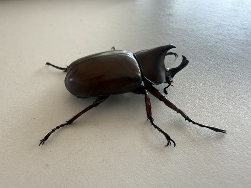 Xylotrupes socrates siamensis