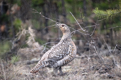 Western Capercaillie