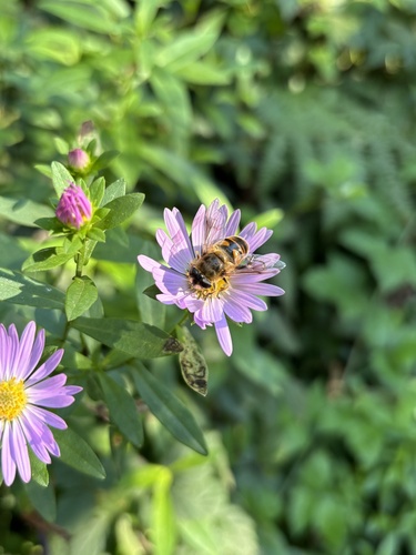 Unknown species found near Siuslaw National Forest, Otis, OR, US