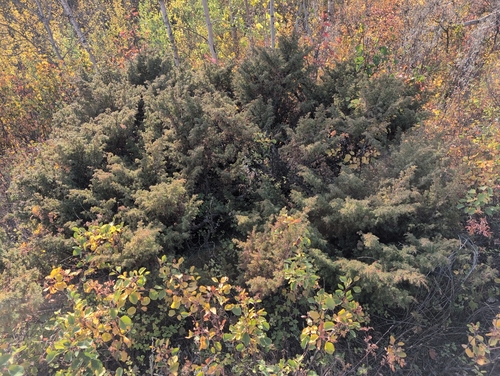 common juniper