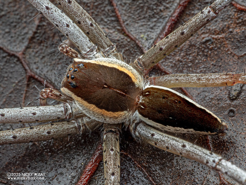 Thalassius albocinctus