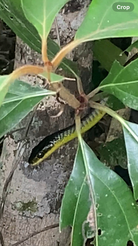 Common Tree Snake sighting