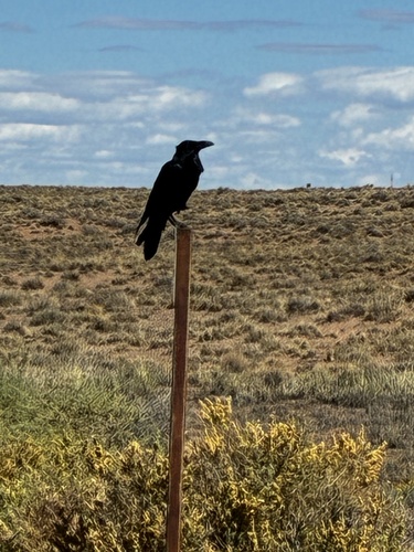 iNaturalist observation 2025-09-23