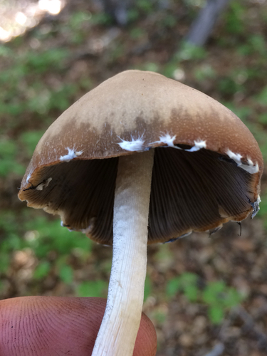 Tall Psathyrella