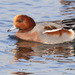 Eurasian Wigeon - Photo (c) Isaac Sanchez, all rights reserved, uploaded by isaacsanchez