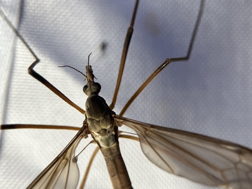 Unknown species found near San Juan Island, Friday Harbor, WA, US