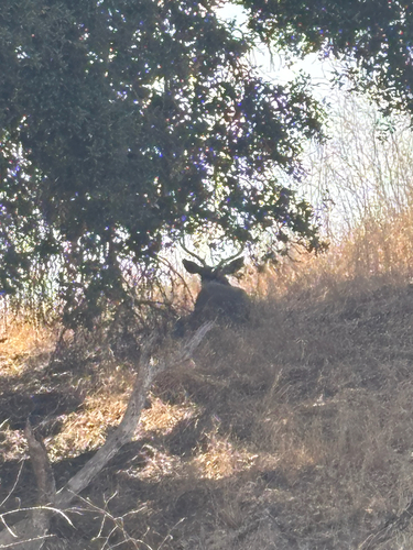 iNaturalist observation photo of Mule Deer