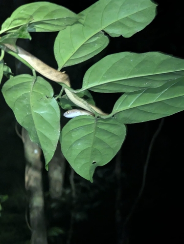 Brown Tree Snake sighting