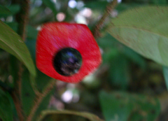 Heisteria povedae image