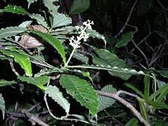 Image of Psychotria jimenezii
