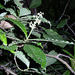 Psychotria jimenezii - Photo (c) Ruth Ripley, todos los derechos reservados, subido por Ruth Ripley
