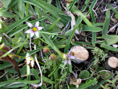 Sisyrinchium micranthum image