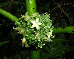 Notopleura panamensis image