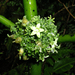 Notopleura panamensis - Photo (c) Ruth Ripley, todos os direitos reservados, uploaded by Ruth Ripley